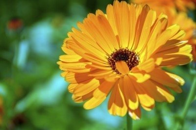 Calendula Flower Benefits Uses and Complete Guide Calendula Flower Benefits Uses and Complete Guide
